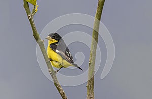 Lesser Goldfinch (Spinus psaltria) male photo