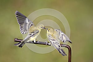Lesser Goldfinches