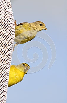 Lesser Goldfinches