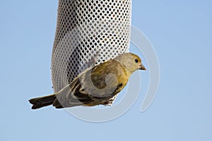 Lesser Goldfinches