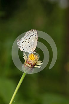 Lesser Grass Blue butterfly on flower,  Zizina otis, Panna, photo