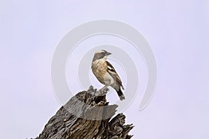 Lesser gray shrike, Lanius minor, Kalahari South Africa