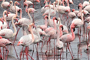 Lesser and Greater Flamingoes photo