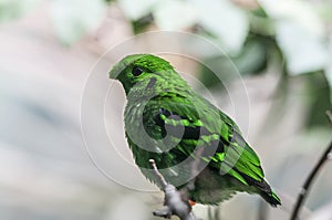 Lesser green broadbill (Calyptomena viridis) photo