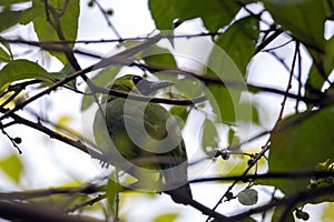 Lesser green leafbird, Chloropsis cyanopogon, hidden in a tree