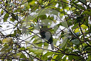 Lesser green leafbird, Chloropsis cyanopogon, hidden in a tree