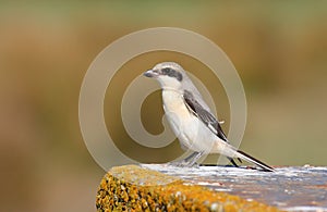 Lesser Grey Shrike juvenile photo