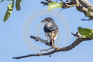 Lesser Grey Shrike in Kruger National park, South Africa