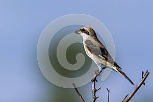 Lesser Grey Shrike in Kruger National park, South Africa