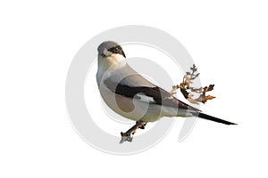 Lesser Grey Shrike (Lanius minor).