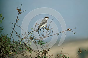 Lesser Grey Shrike, lanius minor, Adult standing on Branch, Kenya