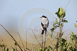 The lesser grey shrike (Lanius minor) in Kruger National Park, South Africa