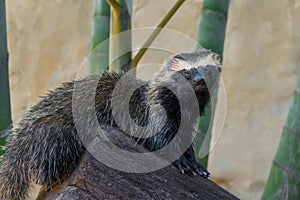 Lesser Grison - South American mustelid photo