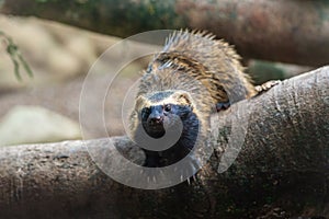 Lesser Grison - South American mustelid photo