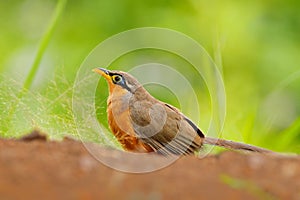 Lesser Ground-cuckoo, Morococcyx erythropygius, rare bird from Costa Rica. Birdwatching in south america. Bird cuckoo sitting on t