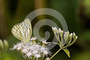 Lesser Gull butterfly Cepora nadina