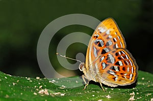 Lesser Harlequin butterfly