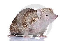 Lesser Hedgehog Tenrec - Echinops telfairi photo