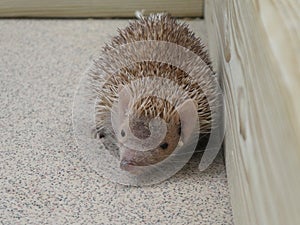 Lesser Hedgehog Tenrec looking out at the world