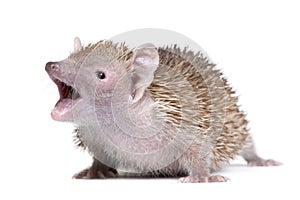 Lesser Hedgehog Tenrec with mouth open