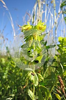 Lesser Honeywort (Cerinthe minor)