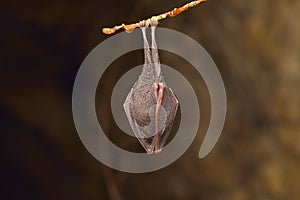 Lesser Horseshoe Bat Rhinolophus hipposideros