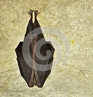 Lesser horseshoe bat Rhinolophus hipposideros