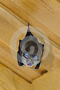 Lesser horseshoe bat (Rhinolophus hipposideros)