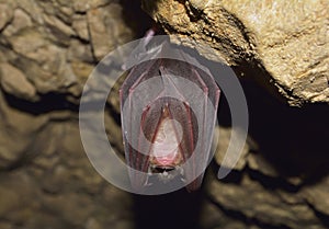 Lesser Horseshoe Bat (Rhinolophus hipposideros)