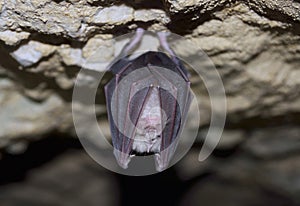 Lesser Horseshoe Bat (Rhinolophus hipposideros)