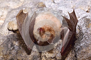 Lesser Horseshoe Bat (Rhinolophus hipposideros)