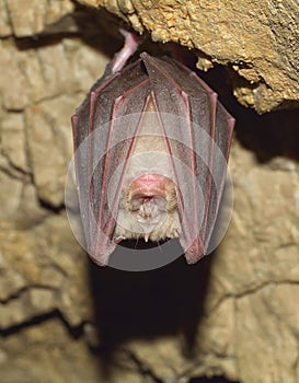 Lesser Horseshoe Bat (Rhinolophus hipposideros)