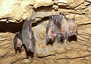 Lesser Horseshoe Bat (Rhinolophus hipposideros)