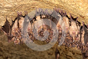 Lesser Horseshoe Bat