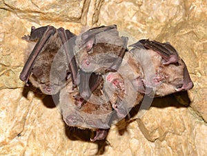 Lesser Horseshoe Bat Rhinolophus hipposideros