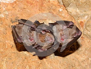 Lesser Horseshoe Bat Rhinolophus hipposideros