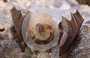 Lesser Horseshoe Bat (Rhinolophus hipposideros)