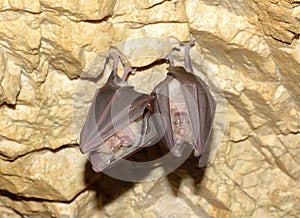 Lesser Horseshoe Bat (Rhinolophus hipposideros)