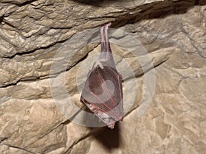 Lesser Horseshoe Bat Rhinolophus hipposideros in the cave