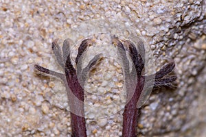 Lesser horseshoe bat & x28;Rhinolophus hipposideros& x29; feet