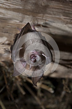 Lesser horseshoe bat Rhinolophus hipposideros, hanging, sleepi
