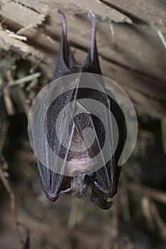 Lesser horseshoe bat Rhinolophus hipposideros, hanging, sleepi