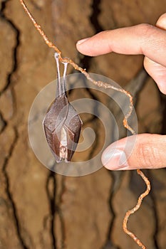 Lesser Horseshoe Bat Rhinolophus hipposideros hibernation.