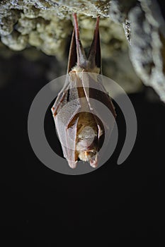 Lesser Horseshoe Bat Rhinolophus hipposideros hibernation