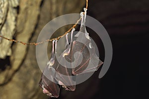 Lesser horseshoe bat, Rhinolophus hipposideros, in the nature cave habitat