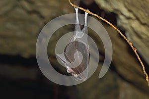 Lesser horseshoe bat, Rhinolophus hipposideros, in the nature cave habitat