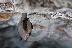 Lesser horseshoe bat, Rhinolophus hipposideros, in the nature cave habitat, Cesky kras, Czech. Underground animal sitting on stone