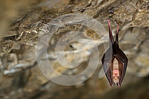 Lesser horseshoe bat, Rhinolophus hipposideros, in the nature cave habitat, Cesky kras, Czech. Underground animal sitting on stone
