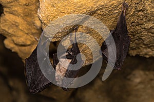 Lesser horseshoe bats Rhinolophus hipposideros