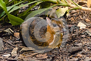 A Lesser Indo-Malayan Mousedeer, better known as kanchil, reclining